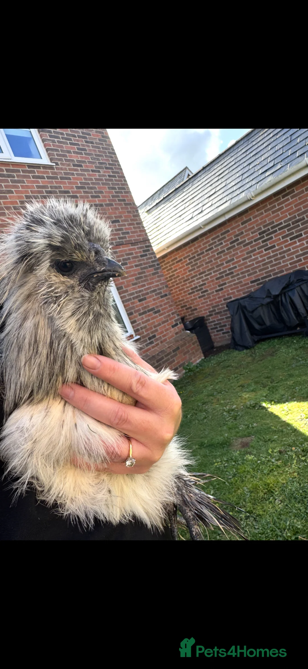 Chickens poultry for sale: Male Splash Silkie Chicken in Brentwood - Advert 1