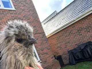 Chickens poultry Male Splash Silkie Chicken - Advert 1