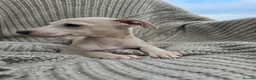 Mixed Breed dogs for sale: ALL SOLD-Italian Greyhound x Whippet - Advert 7
