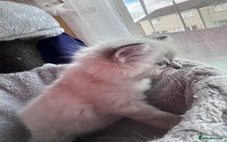 Ragdoll cats for sale: Gorgeous Ragdoll Lynx Girls!  - Image 18