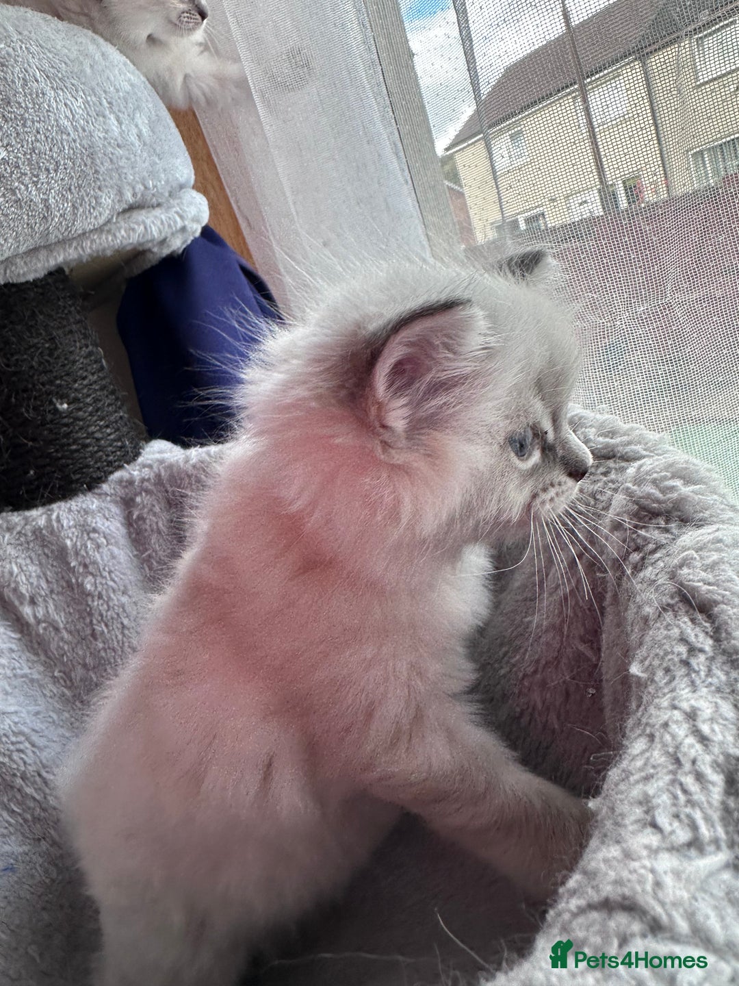 Ragdoll cats for sale: Gorgeous Ragdoll Lynx Girls!  - Image 18