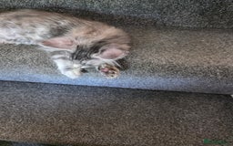 Maine Coon cats for sale: TICA REGISTERED STUNNING MAINE COON KITTENS  in Blackpool - Image 7