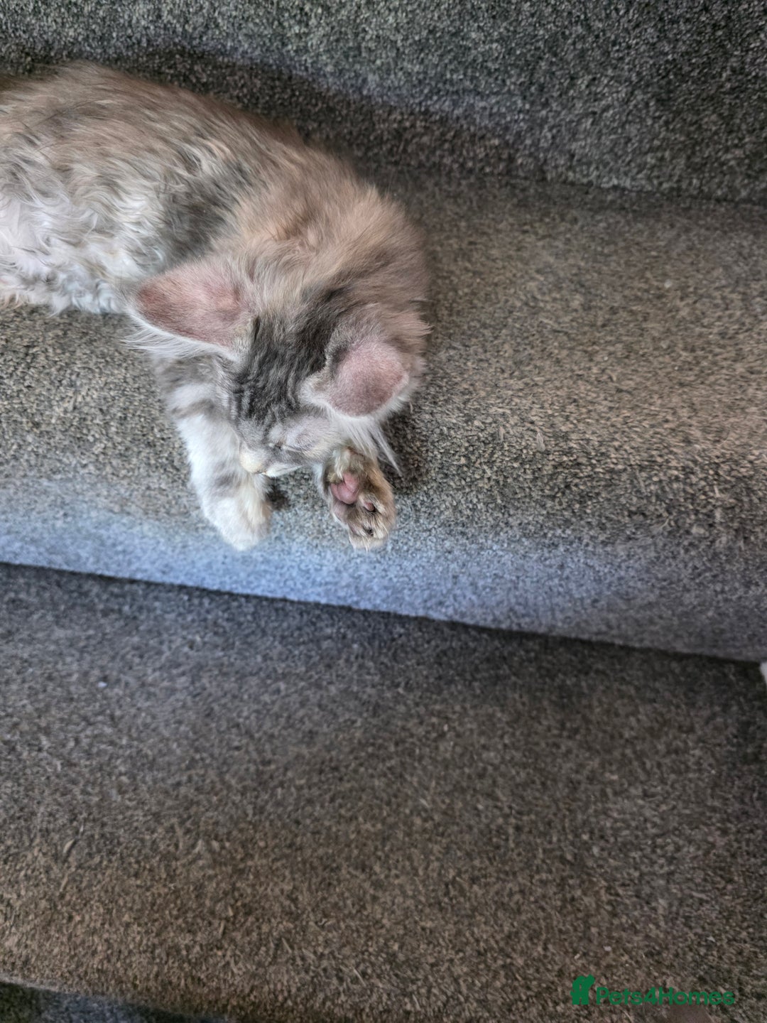 Maine Coon cats for sale: TICA REGISTERED STUNNING MAINE COON KITTENS  in Blackpool - Image 7
