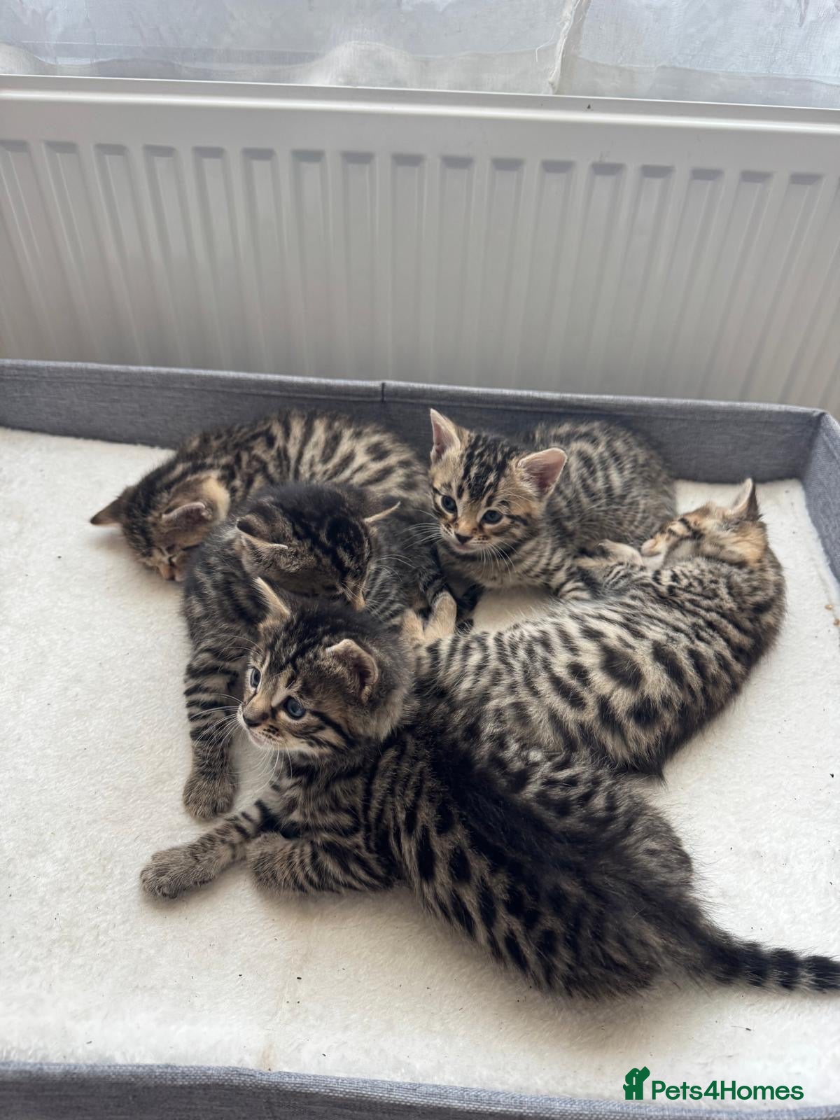 Bengal cats for sale: Adorable little creatures, bengals - Advert 12