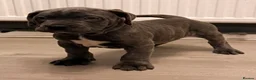 Cane Corso dogs for sale: Brutus(X-Man) World Winner line Cane Corso Puppies - Advert 35