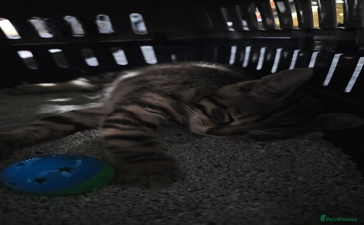 Domestic Shorthair cats - Advert 12