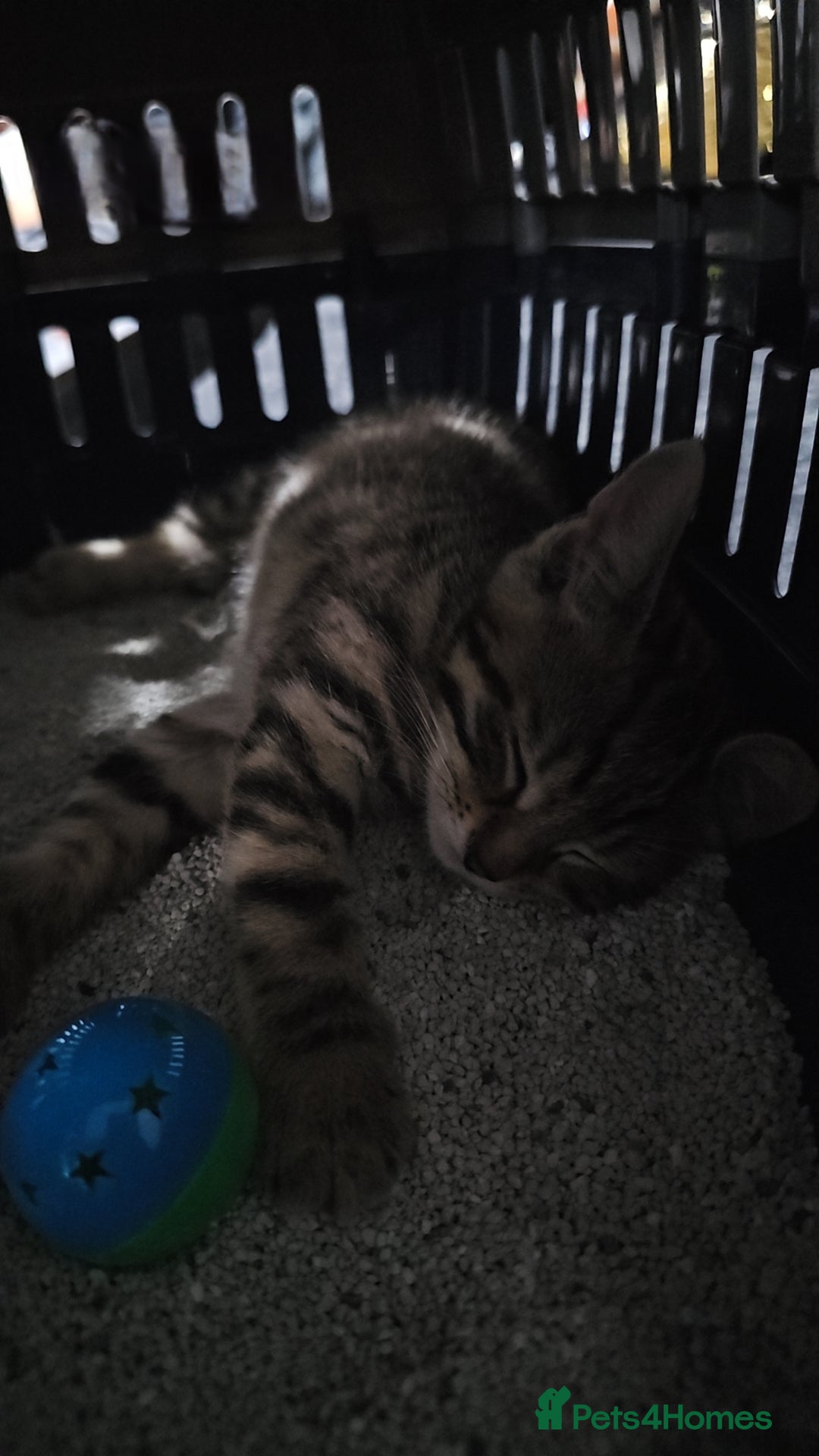 Domestic Shorthair cats for sale: Adorable Female Kitten Looking for a Home 🐾 - Image 1