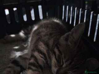 Domestic Shorthair cats - Advert 27