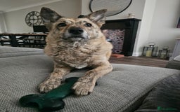 Mixed Breed dogs for sale: Free - 5 Year Old Romanian Rescue Needs Home - Image 1