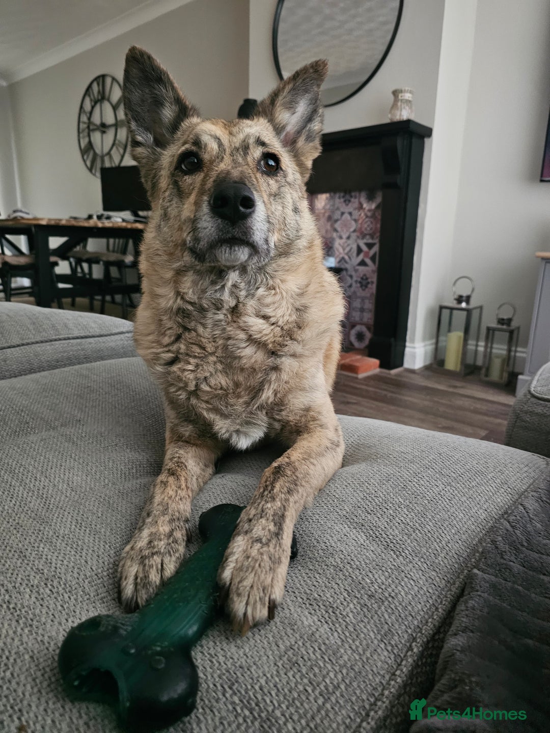 Mixed Breed dogs for sale: Free - 5 Year Old Romanian Rescue Needs Home - Image 1