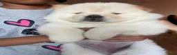 Chow Chow dogs for sale: Chow chow babies  in Enfield - Advert 7