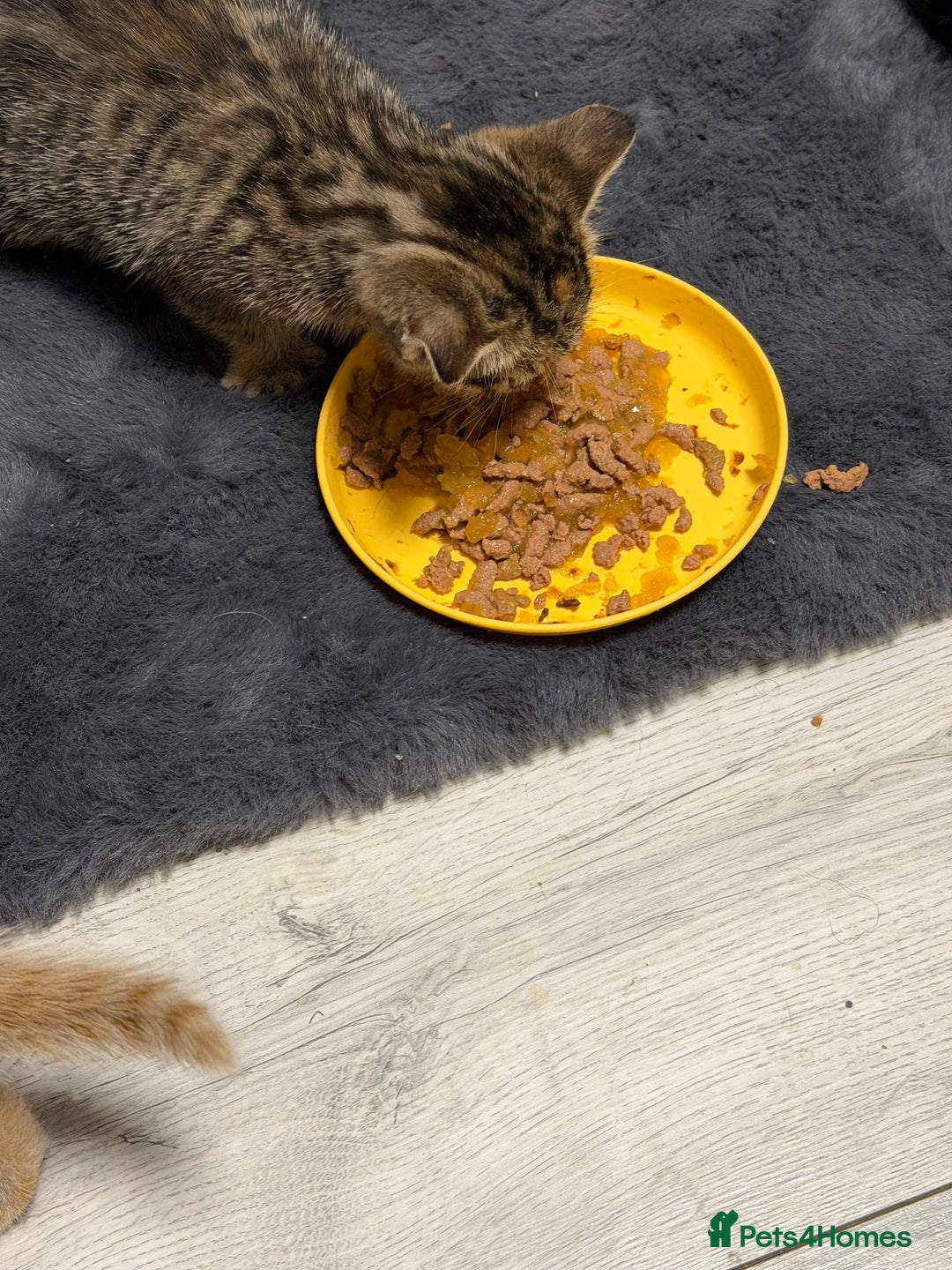 Mixed Breed cats for sale: Kittens - Advert 7