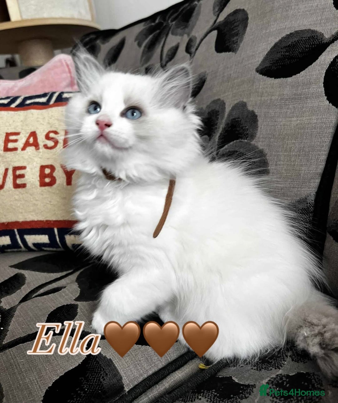 Ragdoll cats for sale: Last princes 💖Beautiful Ragdoll Kittens.  - Image 4
