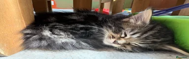 Floof