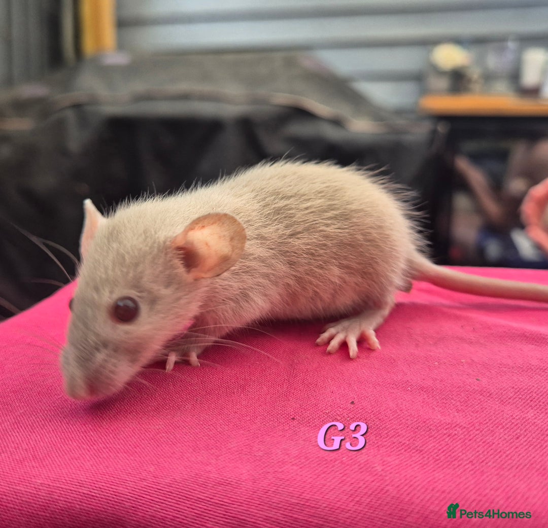 Rat rodents for sale: Female rats - Image 2