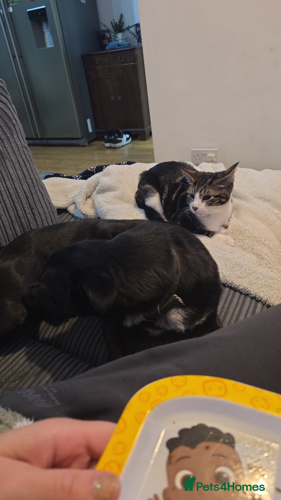 British Shorthair cats for sale: Male British shorthair looking for a new home - Advert 6