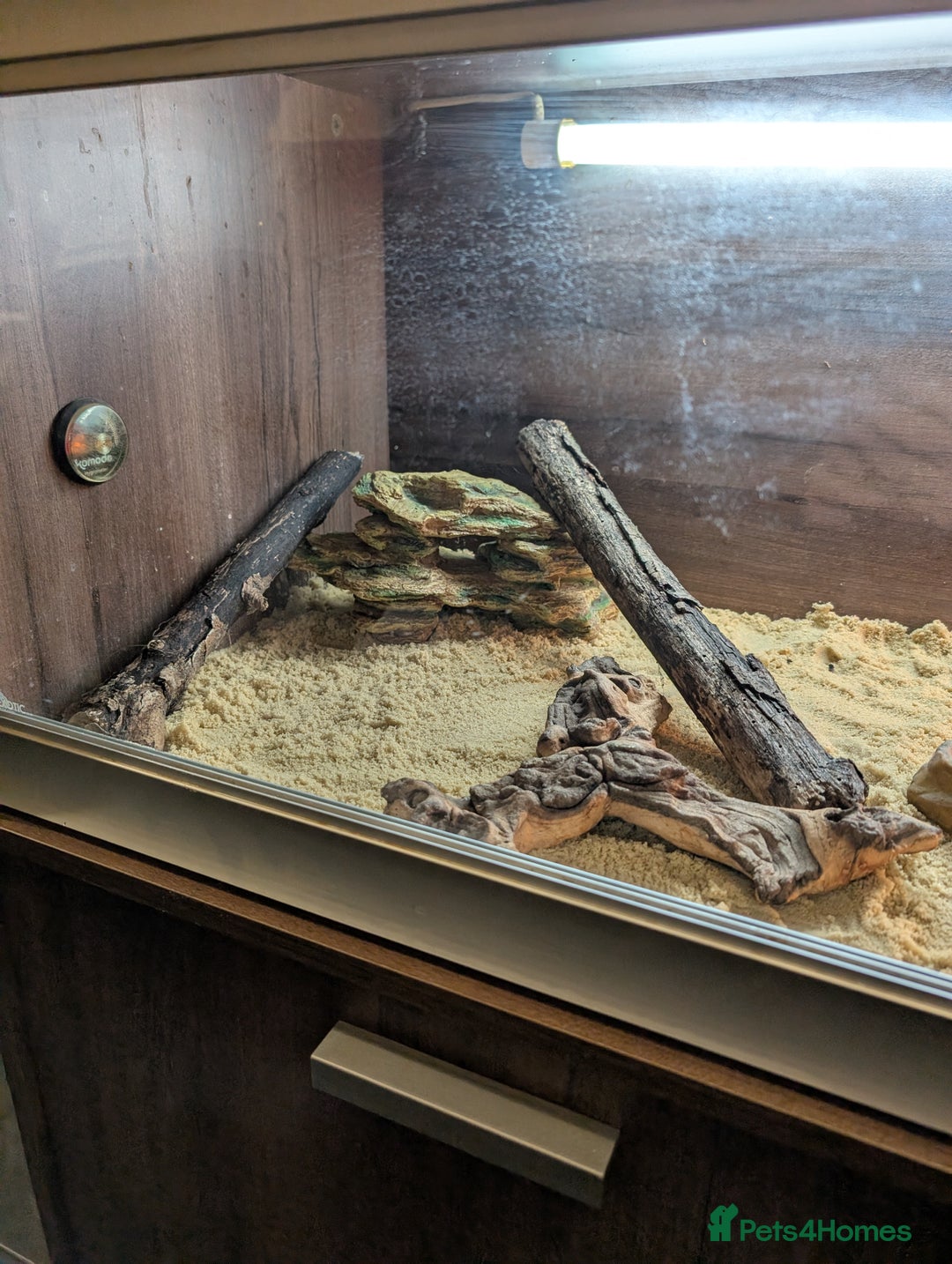 Bearded Dragon reptiles for sale: Baby bearded dragon with 4ft set up - Image 6