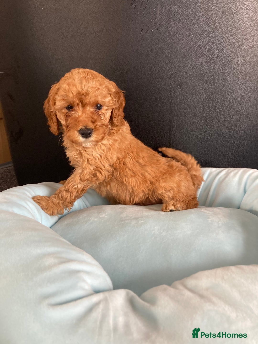 Cockapoo dogs for sale: Cockapoo F1B puppies 🐶Now Ready to leave🐶  - Image 16