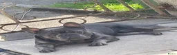 French Bulldog dogs for sale: Beautiful girl French bulldog puppy - Advert 2