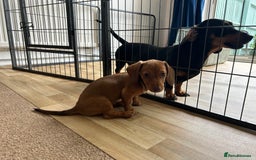 Miniature Dachshund dogs for sale: Miniature Dachshund Pups  in Banbury - Image 29