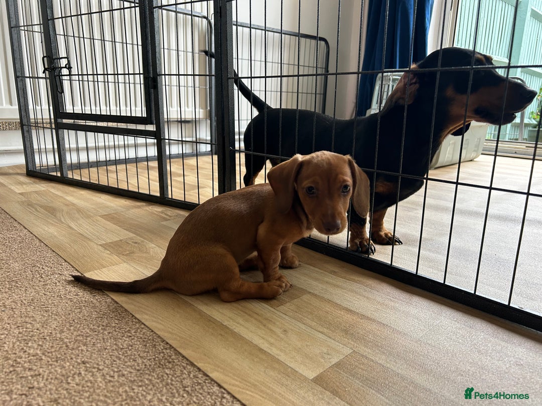 Miniature Dachshund dogs for sale: Miniature Dachshund Pups  in Banbury - Image 29