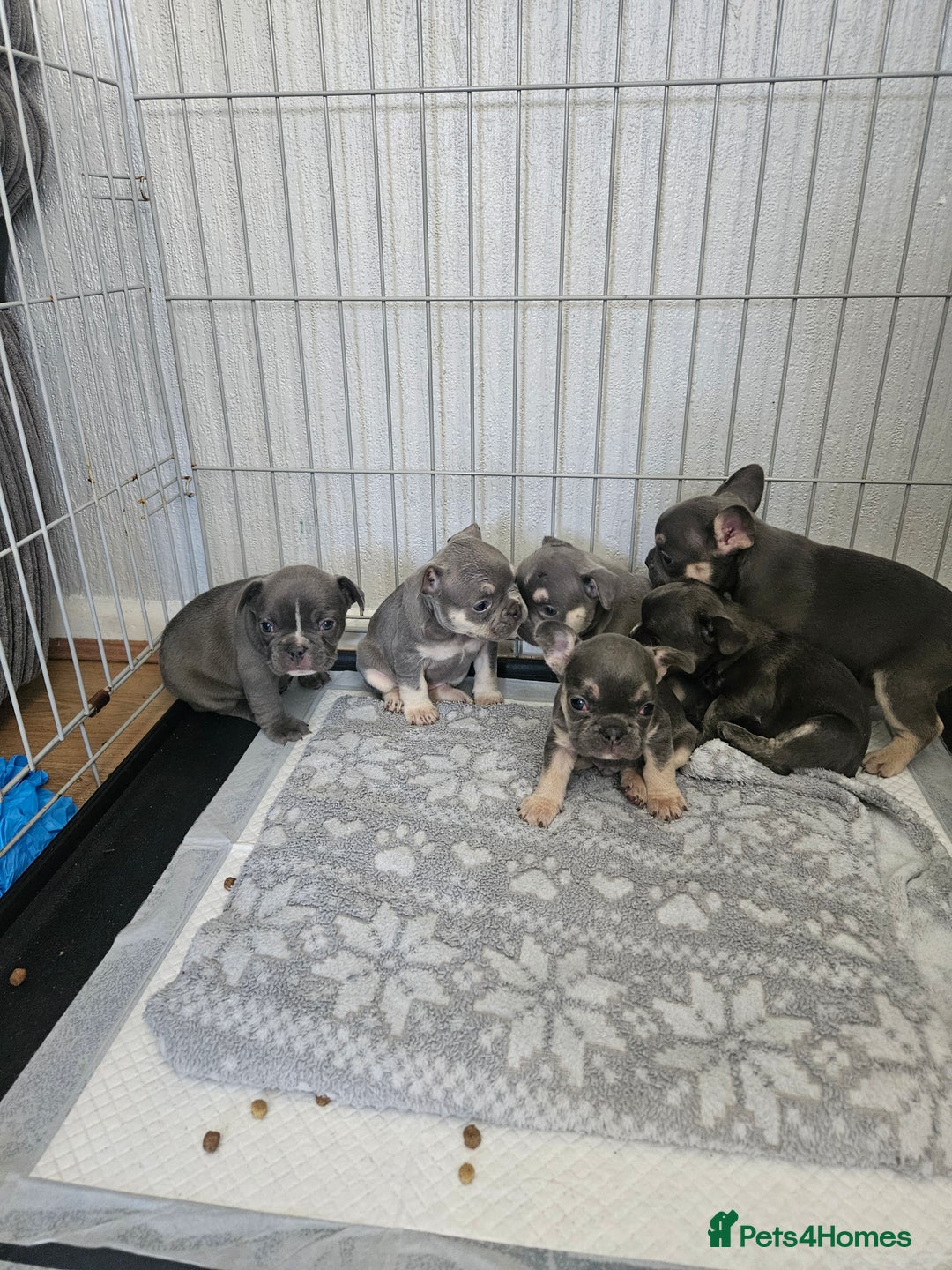 French Bulldog dogs for sale: Gorgeous frenchie pups  - Image 8