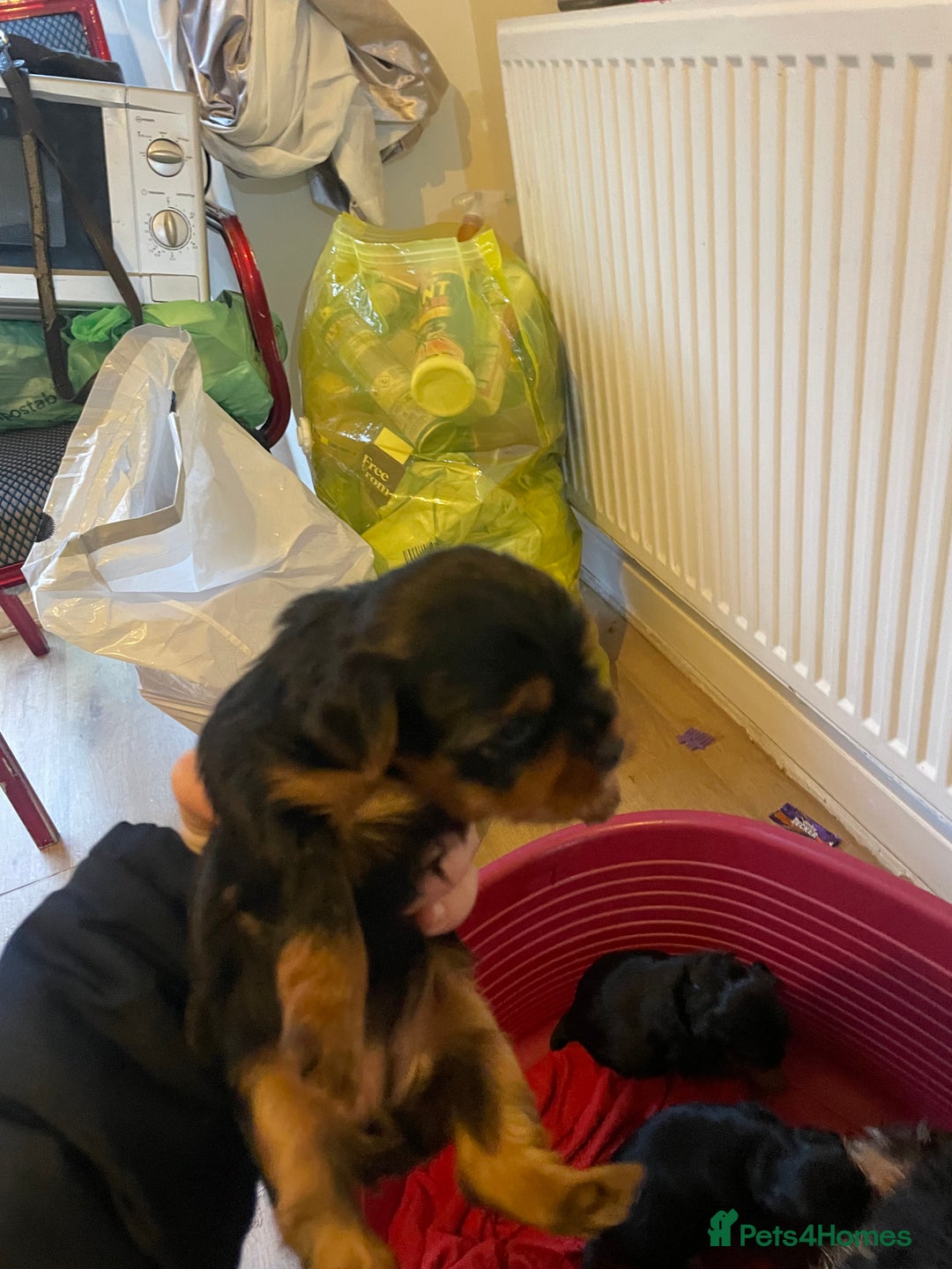 Yorkshire Terrier dogs for sale: Black and tan Yorkshire terrier puppies - Advert 8