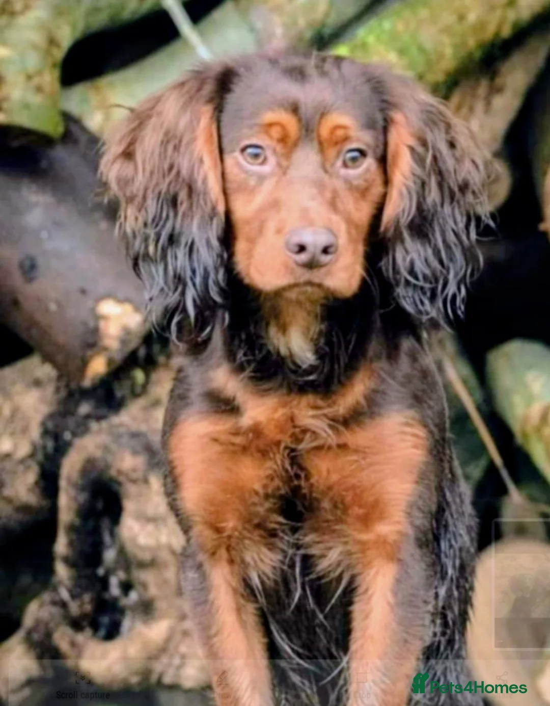 Cocker Spaniel dogs for stud: Kc liver and tan , extremely well bred and proven  - Advert 1