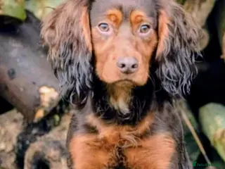 Cocker Spaniel dogs Kc liver and tan , extremely well bred and proven - Advert 1