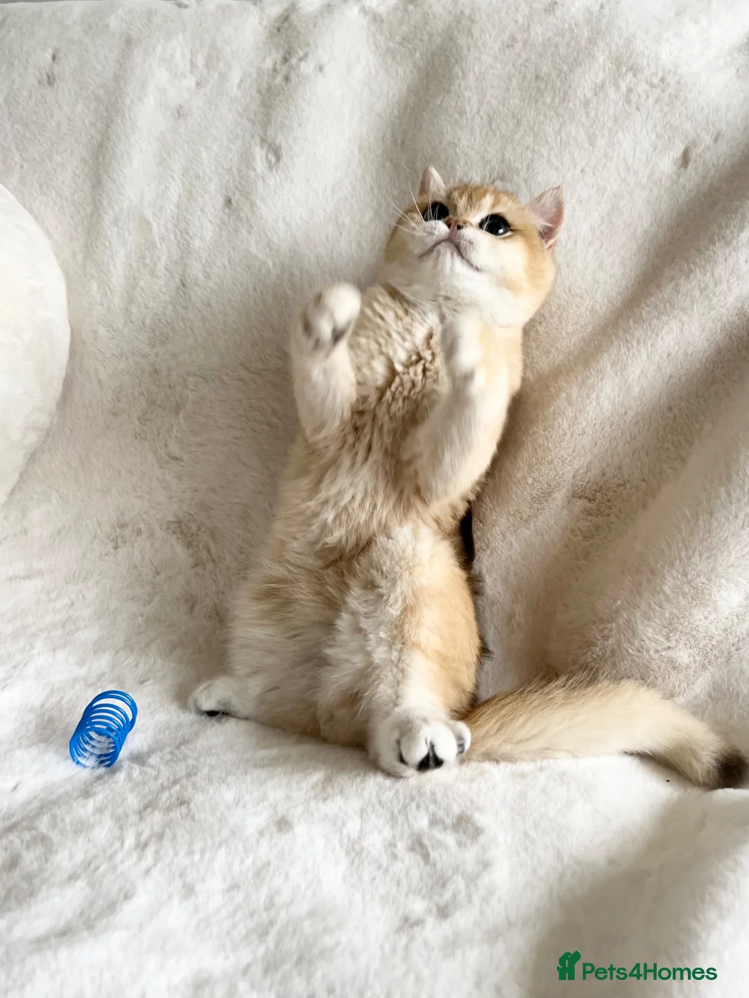 British Shorthair cats for sale: Ny12 Golden BSH Boy from European Parents - Advert 8