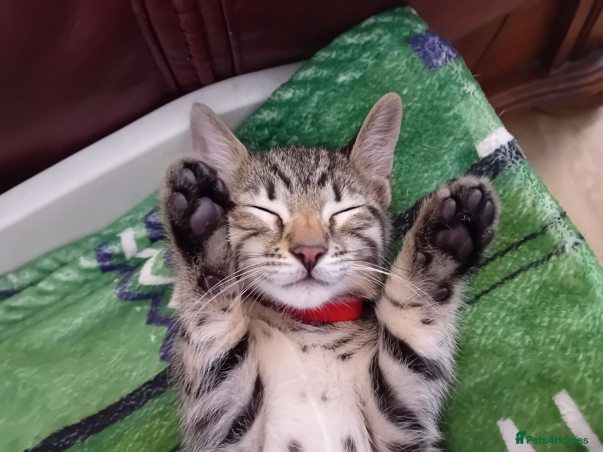 Bengal cats Bengal × Blue British Shorthair Kittens Ready Now - Advert 15