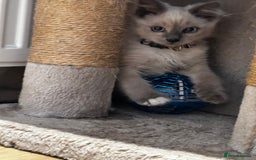 Birman cats for sale: Birman kittens  - Image 8