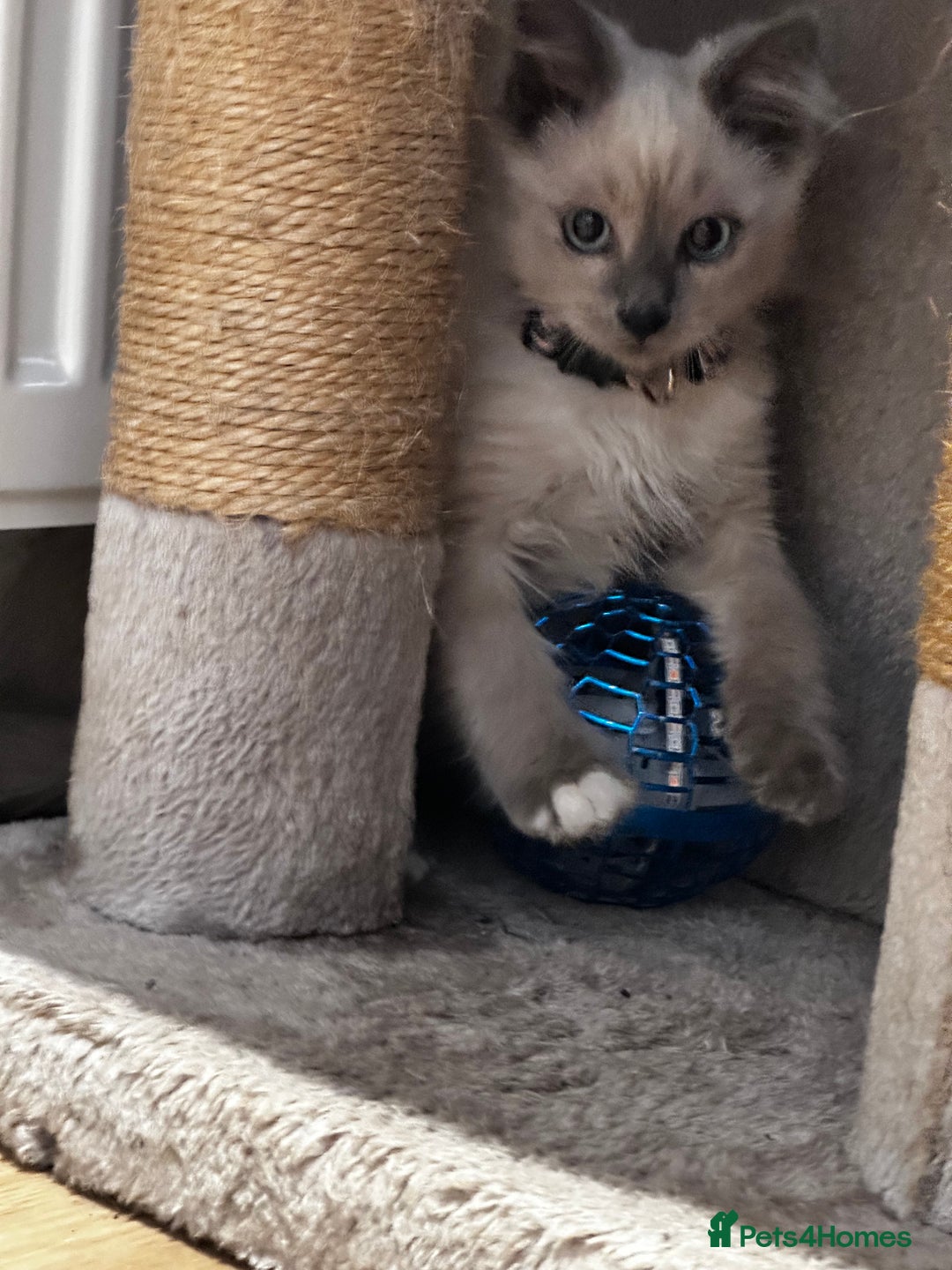 Birman cats for sale: Birman kittens  - Image 8