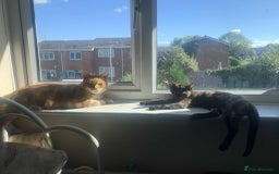 Mixed Breed cats for sale: Sweet little kitten - Image 5