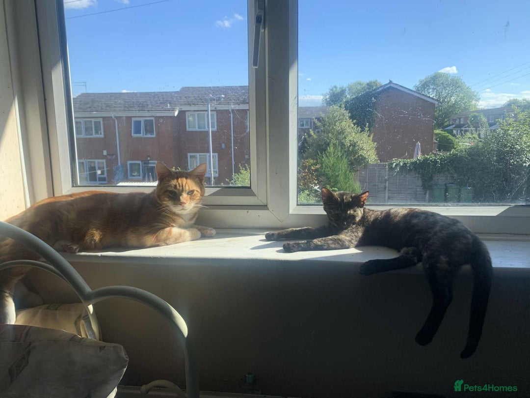 Mixed Breed cats for sale: Sweet little kitten - Image 5