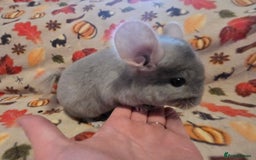 Chinchilla rodents for sale: Gorgeous Female Chinchilla  - Image 3