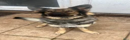 German Shepherd dogs for sale: Urgent rehome of Female GSD - Advert 4