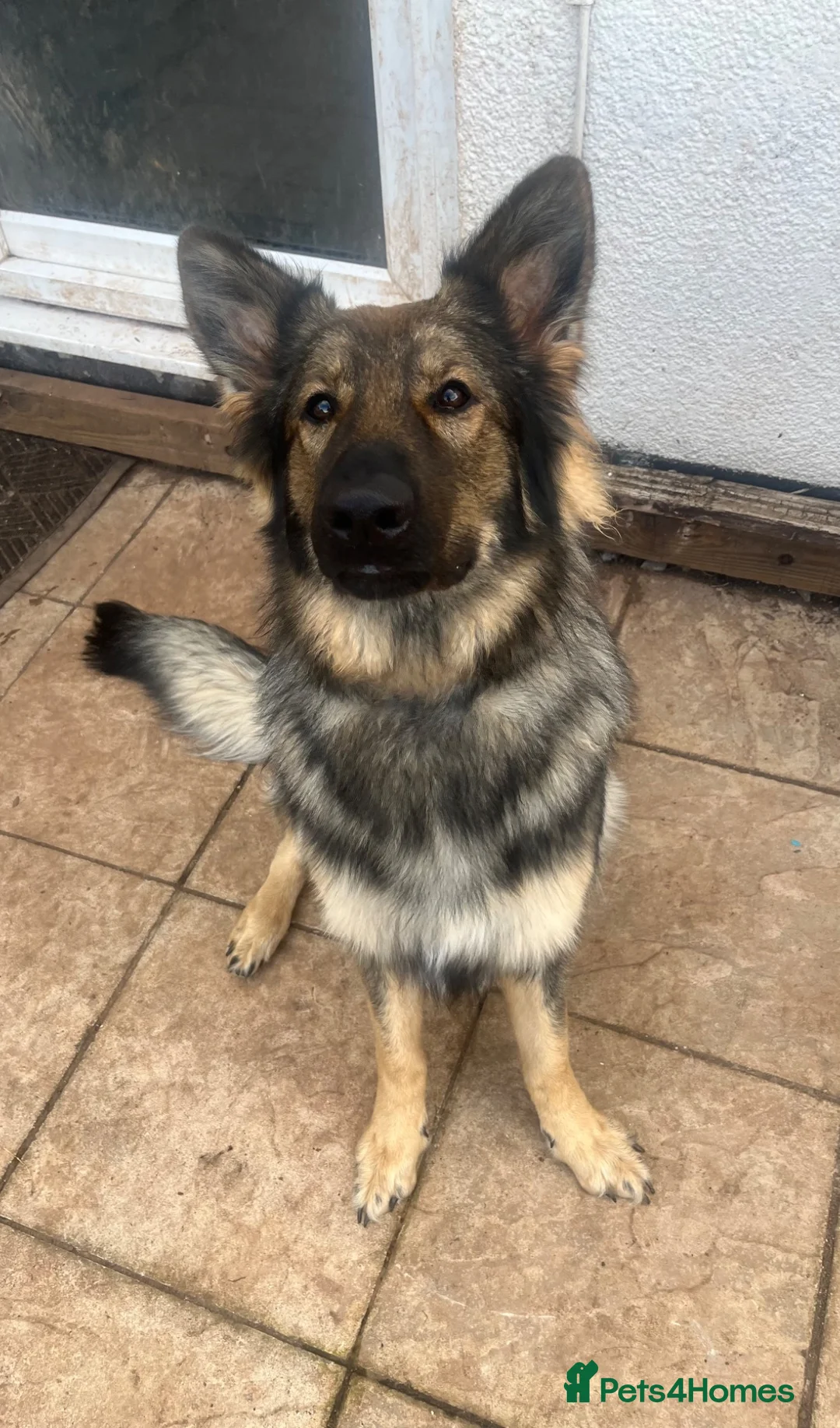 German Shepherd dogs for sale: Urgent rehome of Female GSD - Advert 4