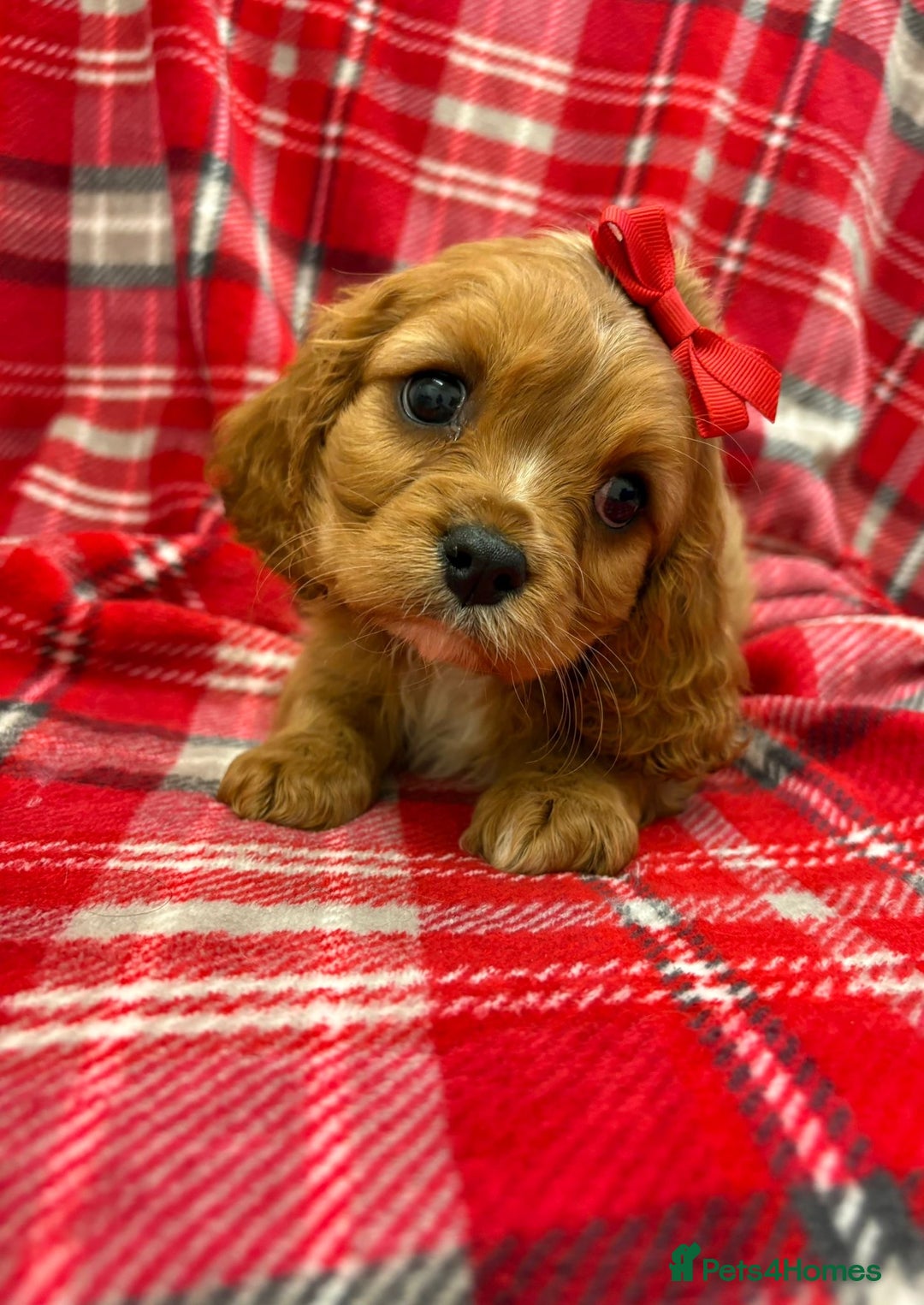 Cavalier King Charles Spaniel dogs for sale: Beautiful Cavalier King Charles babies ❤️ - Advert 7
