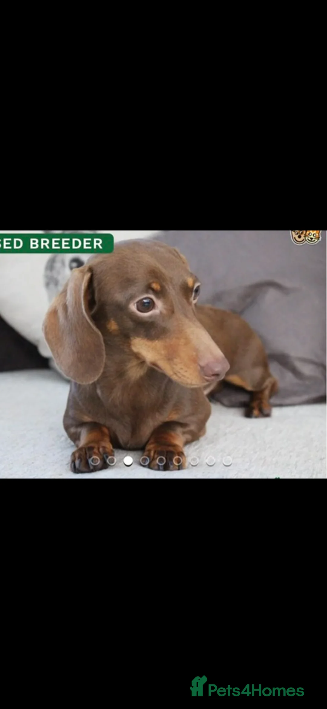 Miniature Dachshund dogs for sale: Miniature dachshund puppies 🐶  - Advert 35