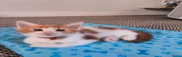 Maine Coon cats for sale: Maine coon MIX kittens  - Advert 9