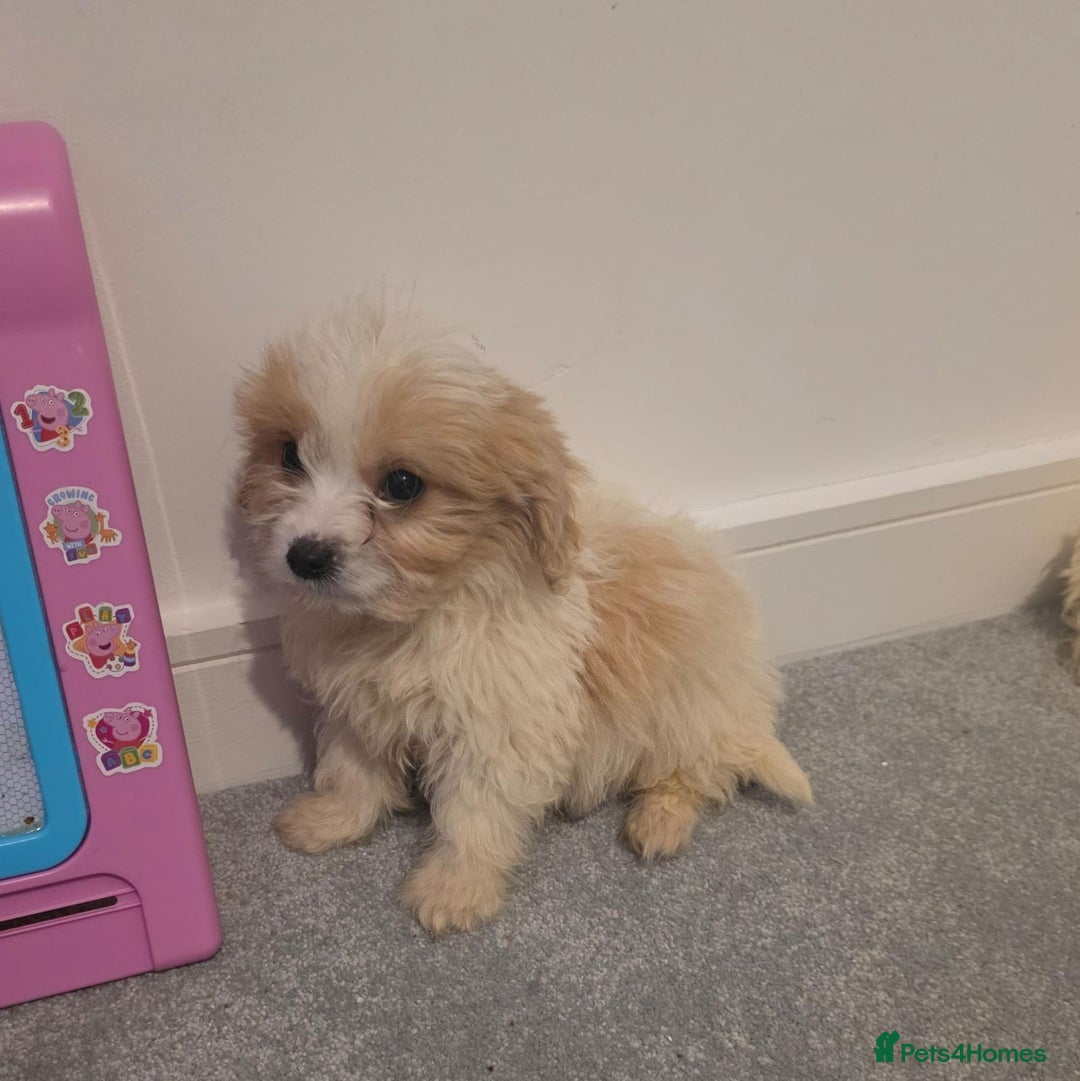 Cavachon dogs for sale: Cavachon puppies  - Advert 12