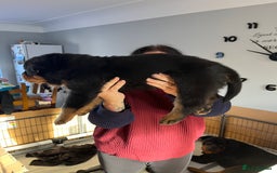 Rottweiler dogs for sale: Stunning KC registered Rottweiler pups  - Image 5