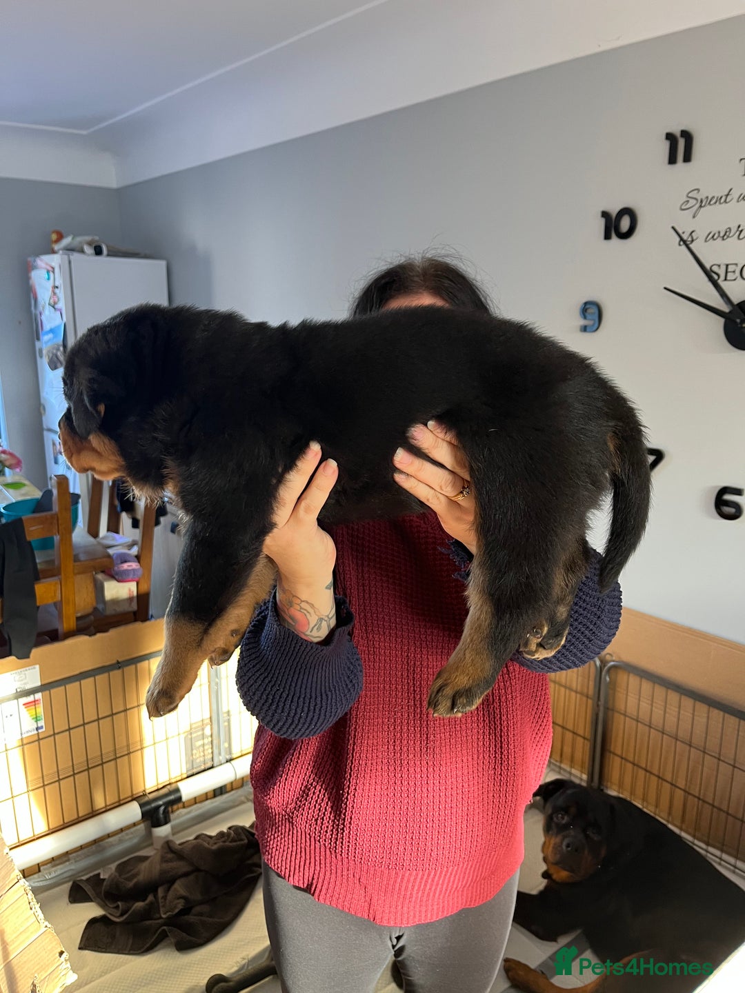 Rottweiler dogs for sale: Stunning KC registered Rottweiler pups  - Image 5