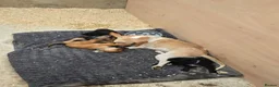 Beagle dogs for sale: Beaglepoo/poogles in Dartford - Advert 4