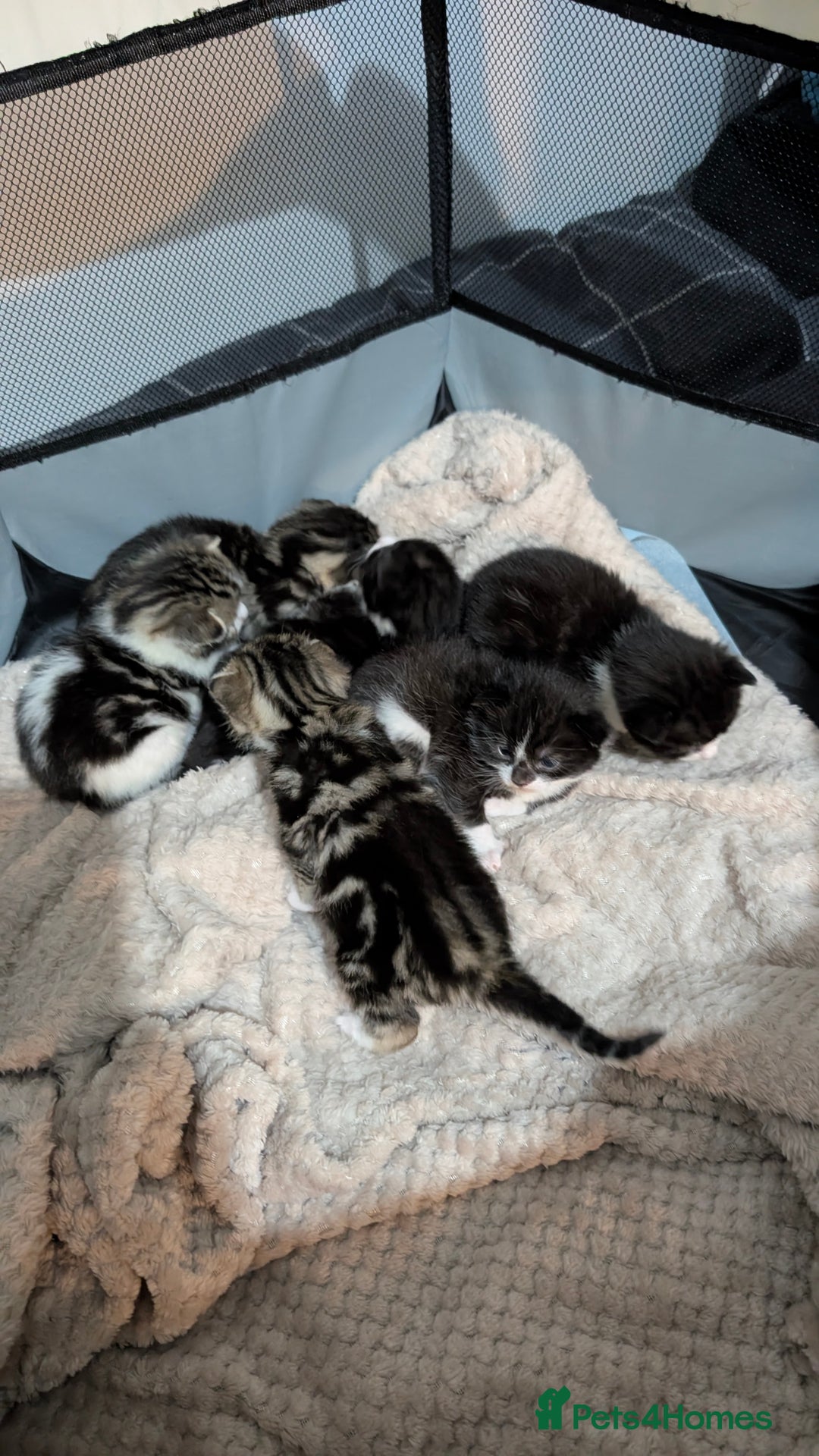 British Shorthair cats for sale: 4 beautiful kittens for sale  - Advert 8