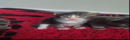 Maine Coon cats for sale: Gorgeous Maine Coon Kittens  - Advert 5