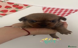 Mixed Breed dogs for sale: Jack x Shitzu puppies dob 17th august 2025  - Image 9