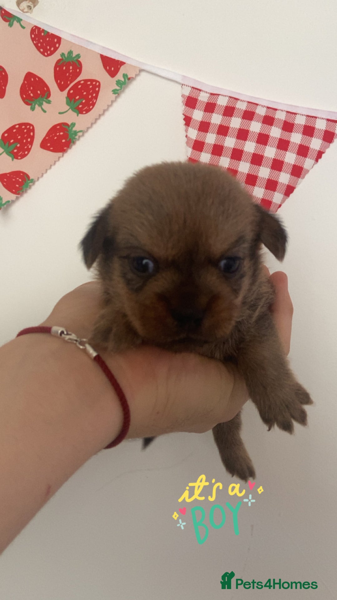 Mixed Breed dogs for sale: Jack x Shitzu puppies dob 17th august 2025  - Image 9