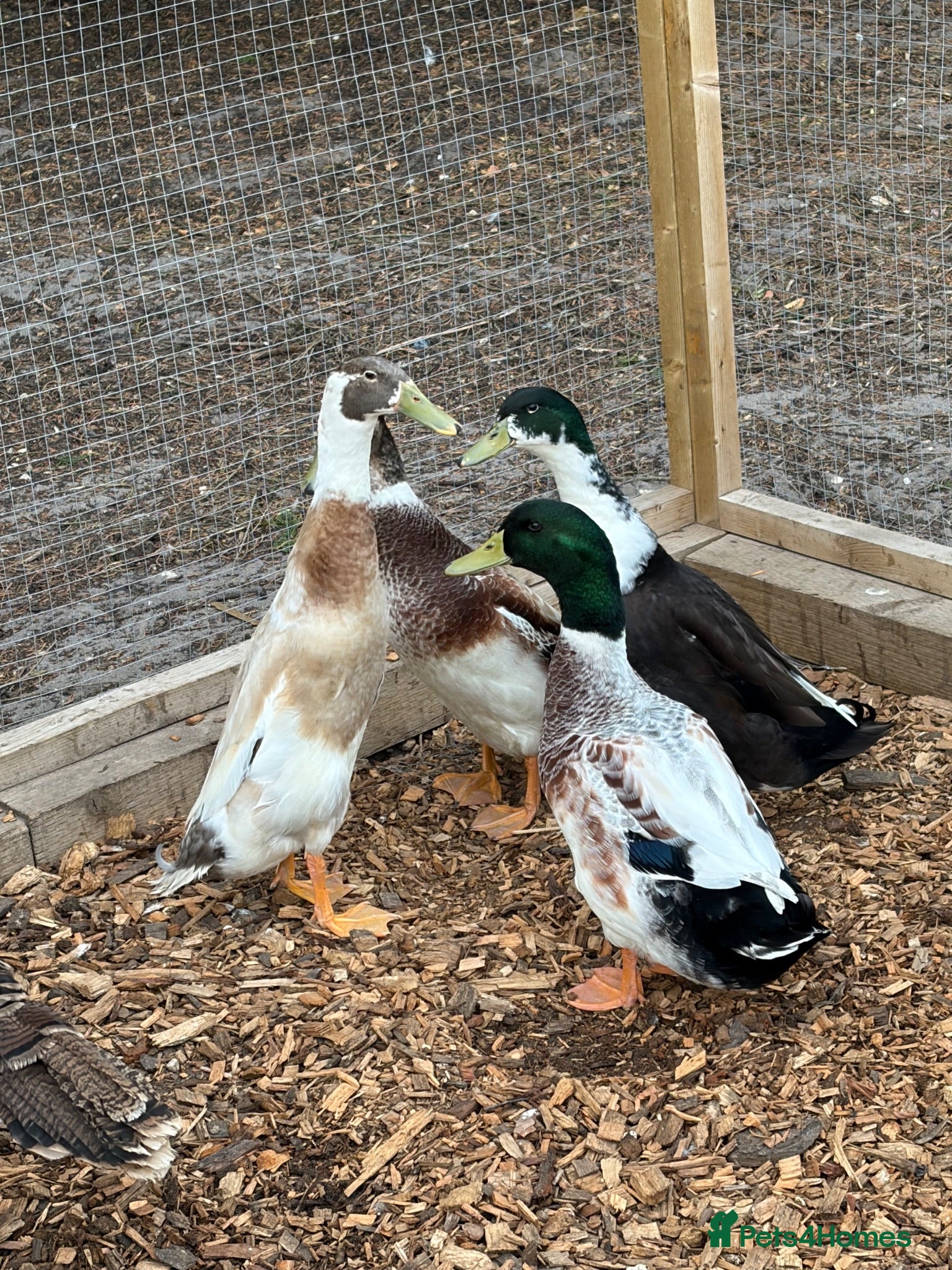 Ducks poultry Male Ducks - Advert 3